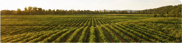Agricultural field used as industry context